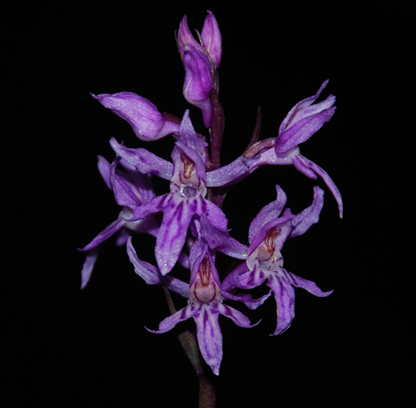 Dactylorhiza fuchsii